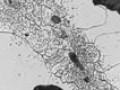 Microstructure and Dimensional Stability in Si-Mo Ductile Irons for Elevated Temperature Applications